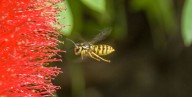 Why Are There So Many Yellowjackets in the Fall?