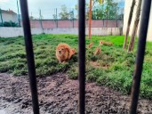 Trasladan a zoológico a leones hallados en rancho de Ixtapan de la Sal