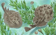Stepping on This Rarely Seen Gulf Creature Won’t Kill You. But You Will Be Shocked.