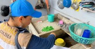 Refuerzan control larvario en 5 municipios de Colima para prevenir el dengue