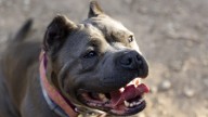 Pequeño de dos años murió tras brutal ataque de un perro pitbull en Cesar