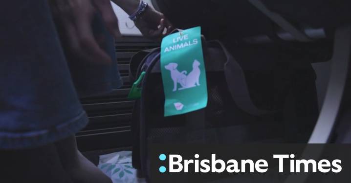 Virgin Airlines to welcome small pets on domestic flights