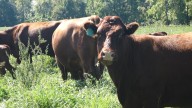 Beef prices soar to record highs with only brief relief expected