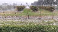 El granizo afectó a quintas citrícolas en el norte entrerriano