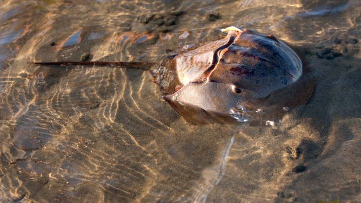 Horseshoe crab populations continue to decline, raising alarm from researchers