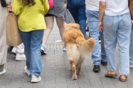 These Dog Breeds Might Struggle Most in Cities