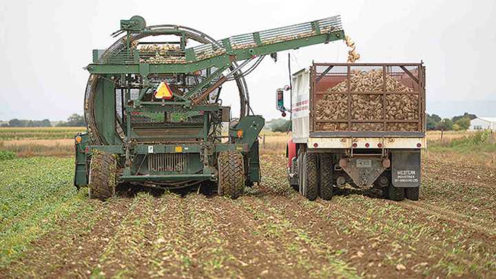 Wyoming Sugar Beet Growers Project Near-Record Harvest And Sugar Content