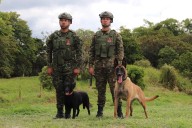 Paloma y Ely, los héroes de cuatro patas que combaten el narcotráfico y el terrorismo en el Quindío