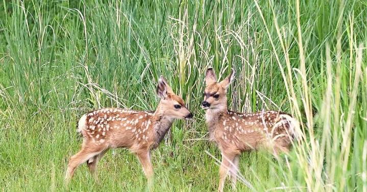 Mule deer fawn shot by archer, left to die, at Billings Rod and Gun Club
