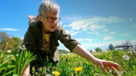 Foraging revival: How wild food enthusiasts are reconnecting with nature