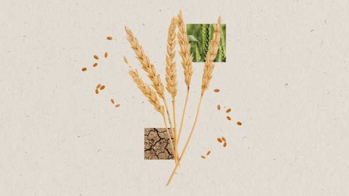 Agriculture's 'Green Revolution' is now turning to climate change