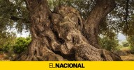 El árbol más longevo de España está en Catalunya y tiene más de 1.000 años