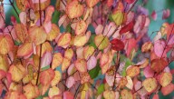 Why Do Katsura Trees Smell Sweet During Fall?