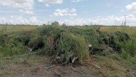Muere piloto agrícola tras desplome de avioneta en Sinaloa