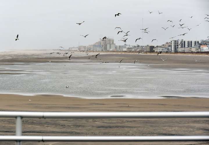 Dead shark washes up on popular N.J. beach