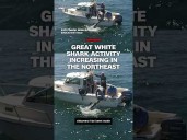 Great White Shark activity increasing in the Northeast