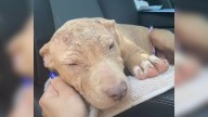 North Carolina Rescuers Help Mangy Pittie Transform Into A Brand