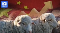 Wool price soars as production crashes and Chinese demand lifts