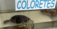 ¿Sabe usted que los colegios del rural no tienen nada que envidiar a los de Ourense?