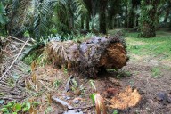 Palm oil yields at risk as Ganoderma appears in earlier planting cycles