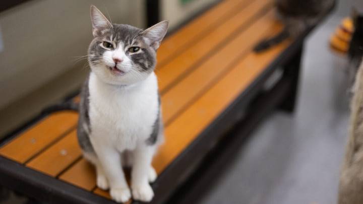 Curious Jeb Will Add Adventure and Cuddles to Any Home