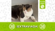 ¡Ayúdanos porfa! La gatica chilola se perdió en Sabaneta y la estamos buscando