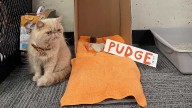 UofL rolls out the red carpet for Pudge the Cat ahead of game against Bowling Green