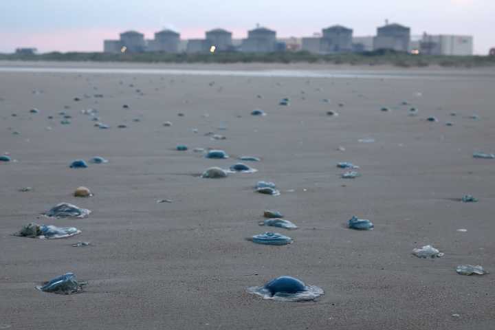 Jellyfish Force Shutdown of Nuclear Reactor