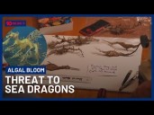 Sea Dragons Face Threat Of Becoming Endangered From Algal Bloom