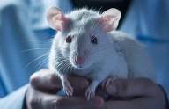 La ciencia encuentra paralelismos en cómo los ratones y la IA aprenden a cooperar