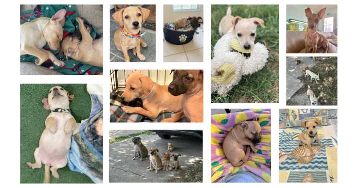 Rescued dogs from westside property find new homes thanks to foster group
