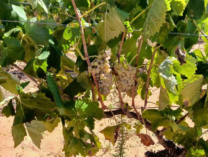 AVA-ASAJA prevé una uva de calidad pero con una merma del 20% a causa del pedrisco y el calor