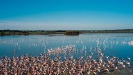 Parecen algas, pero son mucho más dañinas para el ecosistema y en Doñana ya usan satélites para controlarlas