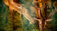 Ganaderos y agricultores podrán solicitar las ayudas para proteger especies protegidas