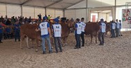 Limusín, la calidad en vacuno más solidaria que nunca