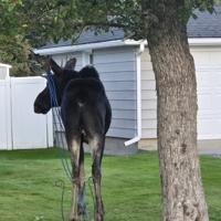 Young bull moose freed from entangled cord in Red Lodge