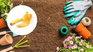 Para qué sirve dejar cáscaras de plátano en la tierra del jardín y cuáles son sus beneficios