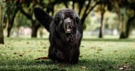 7 Things Every Newfoundland Owner Should Know Before Bringing One Home
