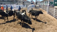 Mazatlán pausa importación de ganado por estrategia federal para contener al gusano barrenador