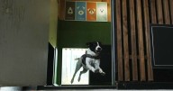 Hotel for pampered pets takes off at Italian airport