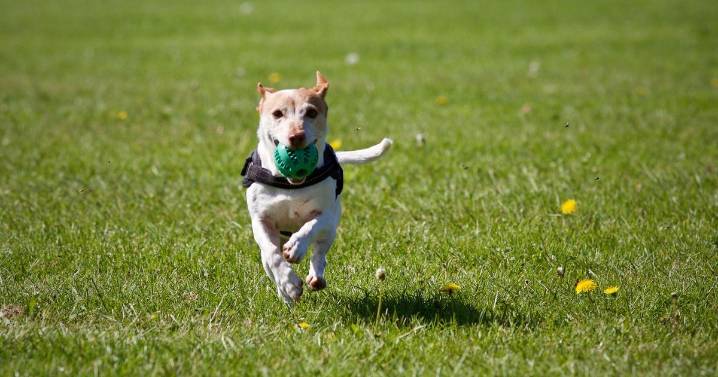 Vet issues alert to anyone who gives dogs popular fruit as it can lead to kidney failure