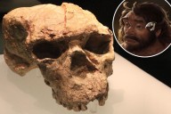 Ancient skull could prove human species is a lot older: study