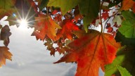 Fall forecast: When will leaves change colors in Mississippi?