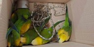 Desarticularon una banda que vendía animales silvestres y los teñía para llamar la atención de los compradores
