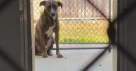 'He's not aggressive, just scared': Lexington neighborhood dog 'Steve' has been safely rescued