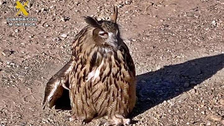 Investigan las causas de quemaduras halladas en un ala de un búho real rescatado en Puebla de Alcocer