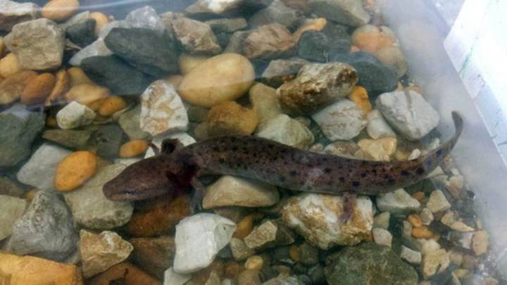 Dramatic expansion of coal mine could jeopardize Alabama endangered species
