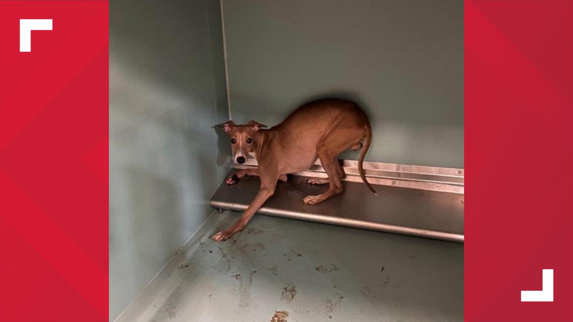 44 dogs rescued from suspected puppy mill in Smith County