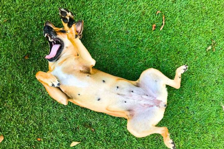 According to science, these dog breeds are ranked among the dumbest in the world