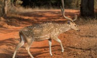 Se realizará una actividad sobre especies exóticas en Paraná